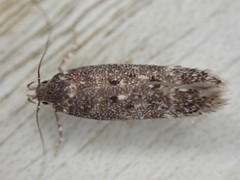 Bryotropha affinis