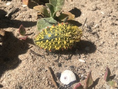 Julodis