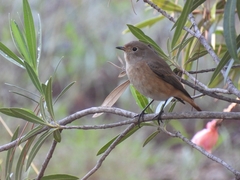 Phoenicurus phoenicurus