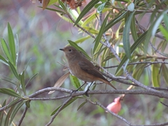 Phoenicurus phoenicurus