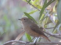 Phoenicurus phoenicurus