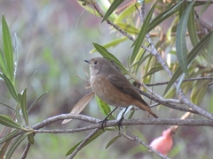 Phoenicurus phoenicurus