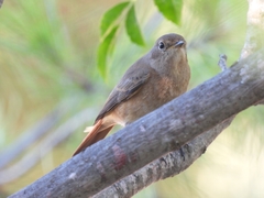 Phoenicurus phoenicurus