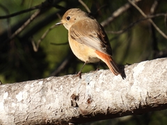 Phoenicurus phoenicurus