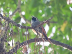 Phoenicurus phoenicurus