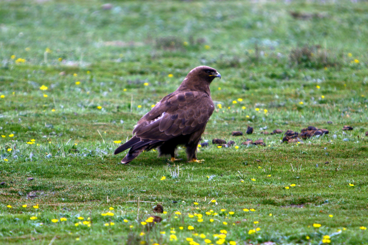 Upland Buzzard