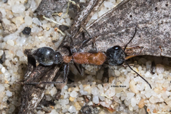 Myrmecia chasei