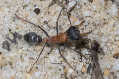 Myrmecia chasei
