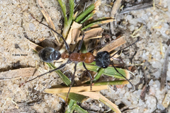 Myrmecia chasei