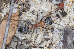 Myrmecia chasei