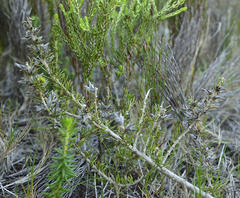 Aspalathus cliffortiifolia