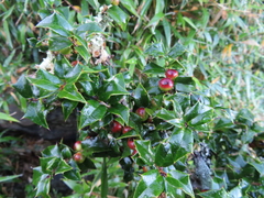 Ilex bioritsensis