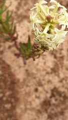 Stackhousia subterranea