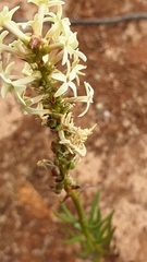Stackhousia subterranea