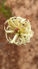 Stackhousia subterranea