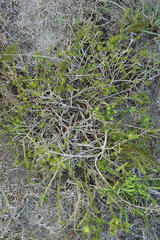 Aspalathus cliffortiifolia