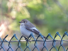 Ficedula hypoleuca