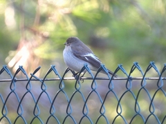 Ficedula hypoleuca