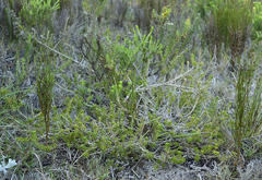 Aspalathus cliffortiifolia