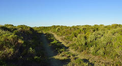 Aspalathus cliffortiifolia