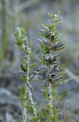 Aspalathus cliffortiifolia