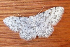 Idaea camparia