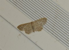 Idaea elongaria