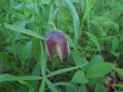 Fritillaria maximowiczii
