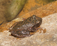Ranoidea lesueuri