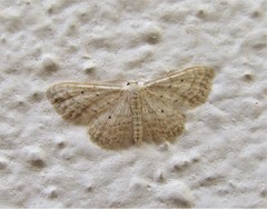 Idaea elongaria
