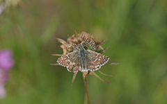 Pyrgus carlinae