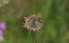 Pyrgus carlinae