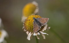 Pyrgus carlinae