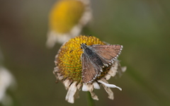 Pyrgus carlinae