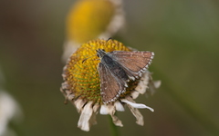 Pyrgus carlinae