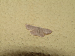 Idaea distinctaria
