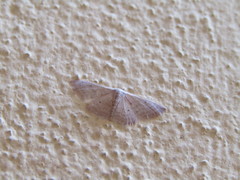 Idaea distinctaria