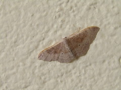 Idaea degeneraria