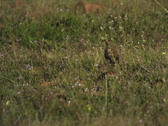 Certhilauda curvirostris brevirostris