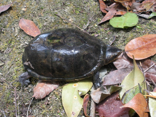 Northern White-lipped Mud Turtle
