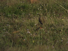 Certhilauda curvirostris brevirostris