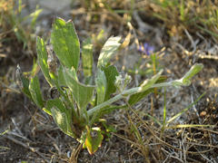 Centella tridentata hermanniifolia