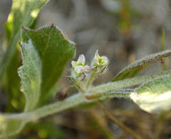 Centella tridentata hermanniifolia