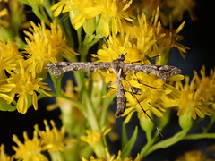 Amblyptilia punctidactyla