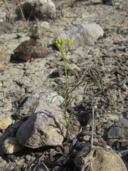 Sisymbrium lipskyi