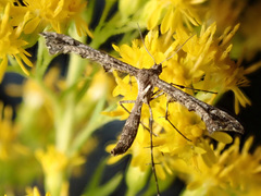 Amblyptilia punctidactyla