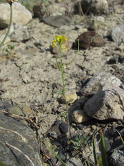 Sisymbrium lipskyi