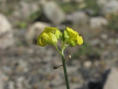 Sisymbrium lipskyi