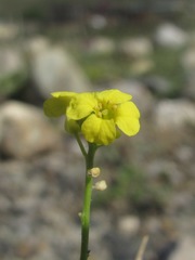 Sisymbrium lipskyi