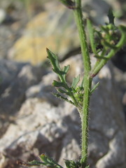 Sisymbrium lipskyi